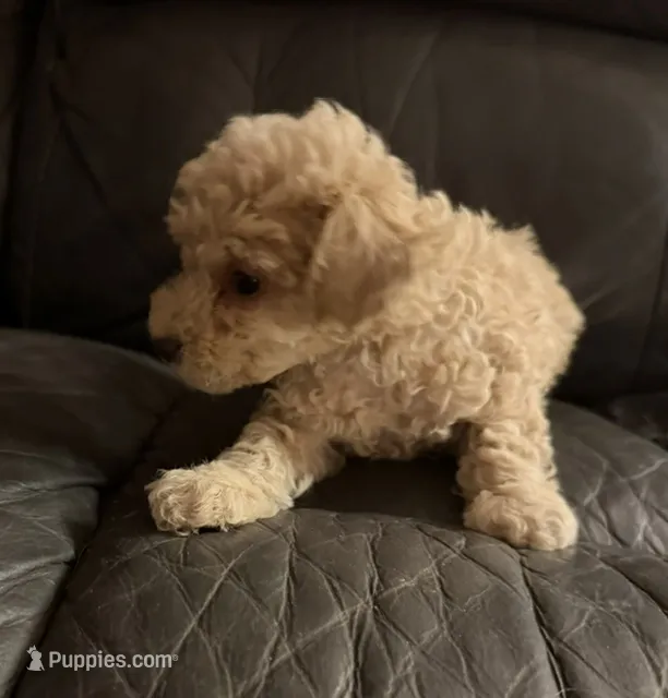 Ted – Poodle - Toy  puppy for sale in Wexford, PA