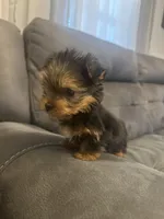 Rocky, a male Yorkshire Terrier for sale in Clover, SC – 5 of 8