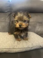 Rocky, a male Yorkshire Terrier for sale in Clover, SC – 1 of 8
