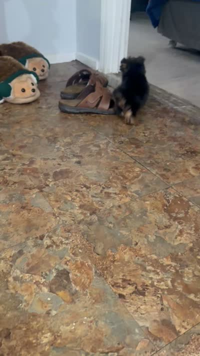 Rocky, a male Yorkshire Terrier for sale in Clover, SC – 7 of 8