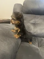 Rocky, a male Yorkshire Terrier for sale in Clover, SC – 3 of 8