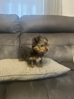 Rocky, a male Yorkshire Terrier for sale in Clover, SC – 4 of 8
