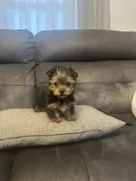 Rocky, a male Yorkshire Terrier for sale in Clover, SC – 2 of 8