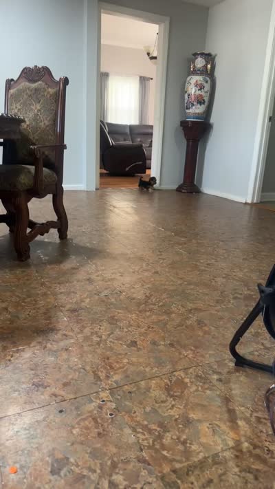 Rocky, a male Yorkshire Terrier for sale in Clover, SC – 8 of 8