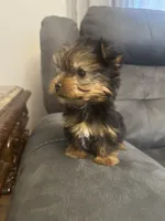 Rocky, a male Yorkshire Terrier for sale in Clover, SC – 6 of 8