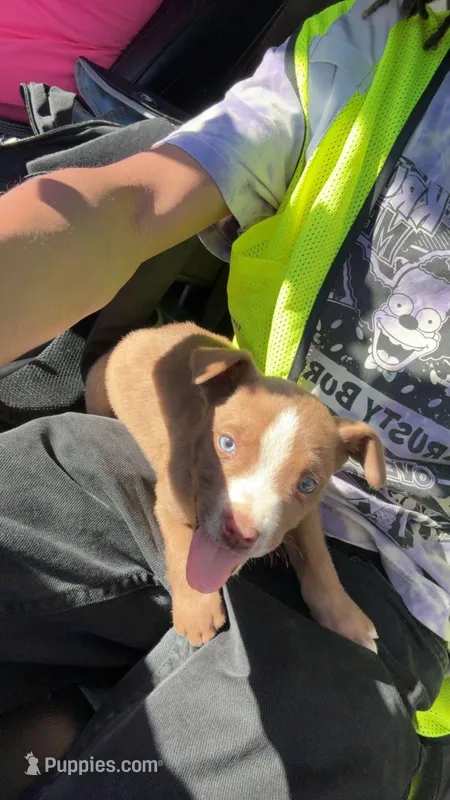 Rex – American Pit Bull Terrier puppy for sale in Independence, MO