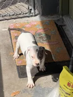 Loki, a male American Bully for sale in Orlando, FL – Photo 5 of 9