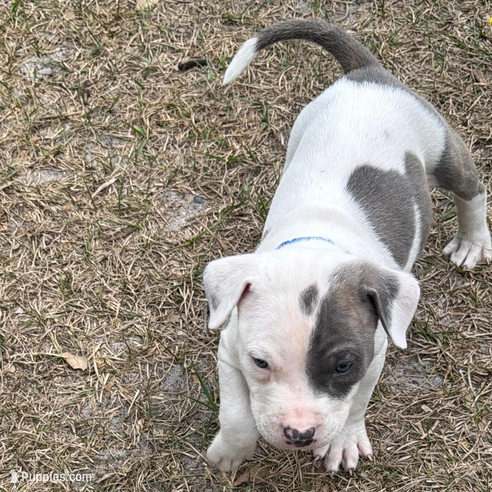 Loki, a male American Bully for sale in Orlando, FL – Photo 3 of 4
