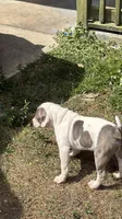 Loki, a male American Bully for sale in Orlando, FL – Photo 4 of 9