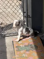 Loki, a male American Bully for sale in Orlando, FL – Photo 1 of 9