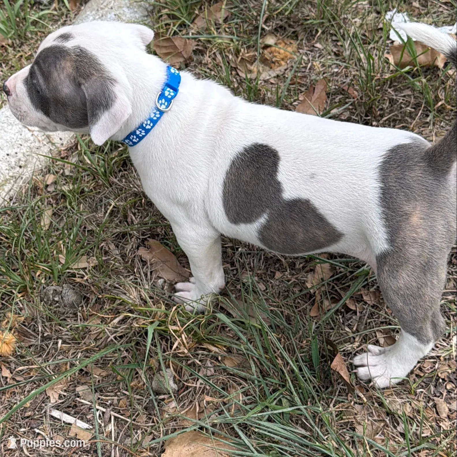 Loki, a male American Bully for sale in Orlando, FL – Photo 2 of 4