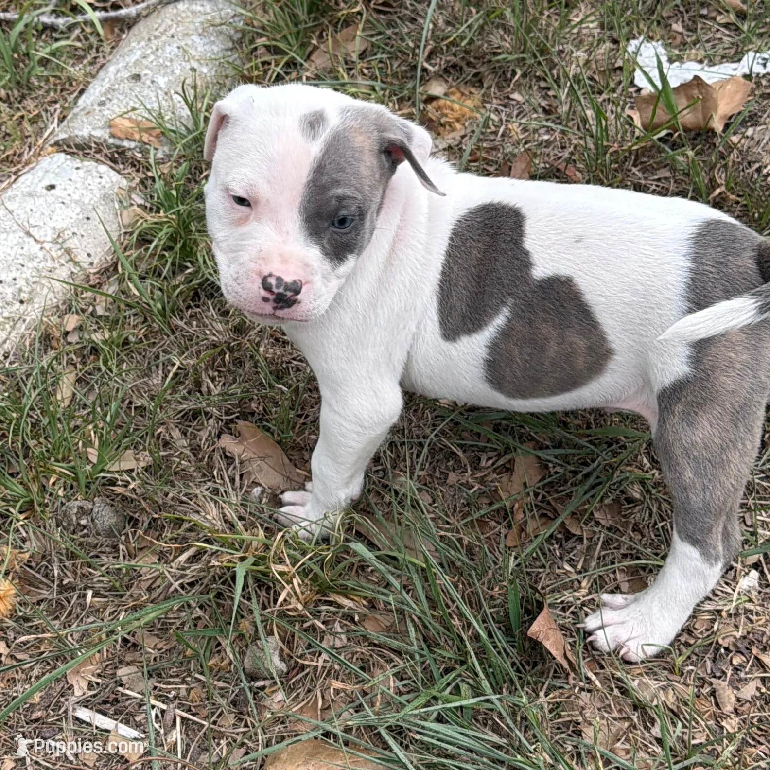 Loki, a male American Bully for sale in Orlando, FL – Photo 4 of 4