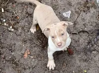 Thor, a male American Bully for sale in Orlando, FL – Photo 3 of 5