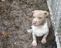 Thor, a male American Bully for sale in Orlando, FL – Photo 2 of 5