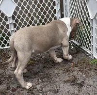Thor, a male American Bully for sale in Orlando, FL – Photo 4 of 5