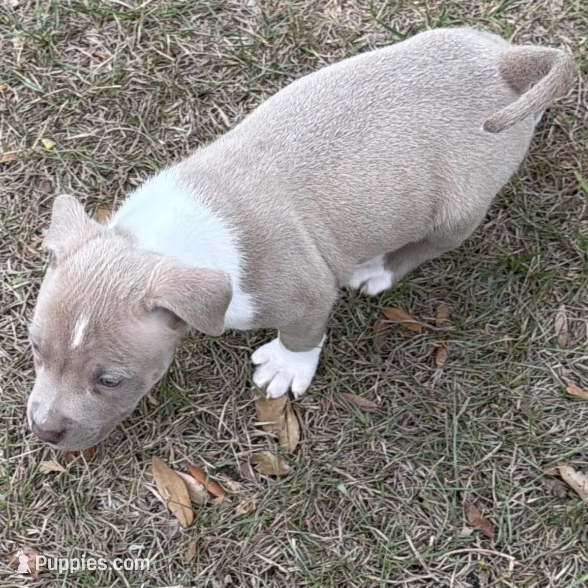 Little Miss, a female American Bully for sale in Orlando, FL – Photo 2 of 4