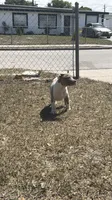 Little Miss, a female American Bully for sale in Orlando, FL – Photo 5 of 9