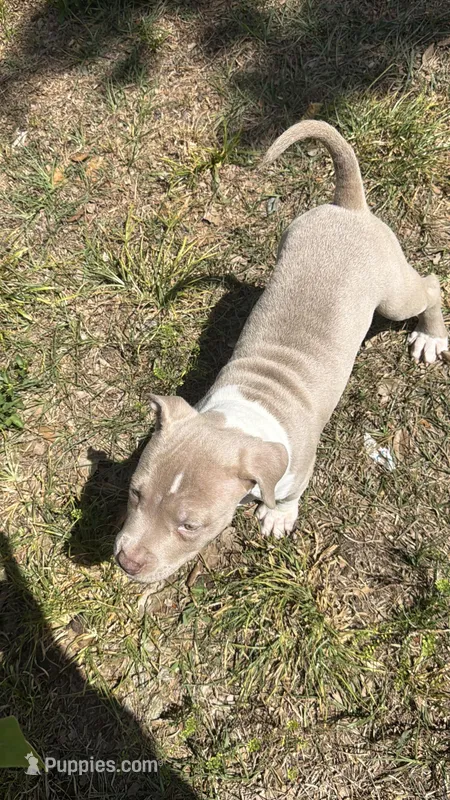 Little Miss – American Bully puppy for sale in Orlando, FL