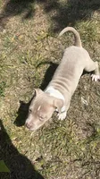 Little Miss, a female American Bully for sale in Orlando, FL – Photo 1 of 9
