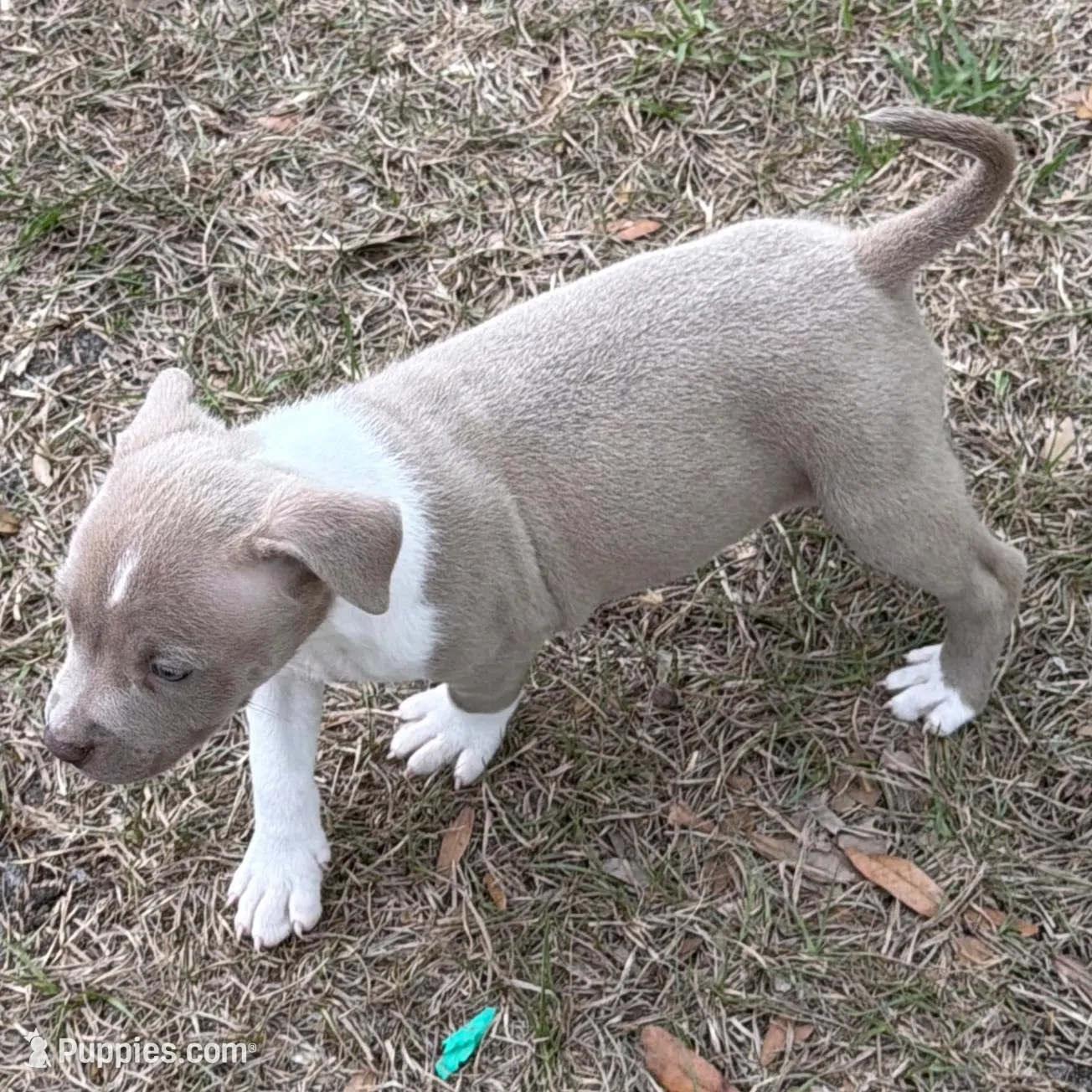 Little Miss, a female American Bully for sale in Orlando, FL – Photo 3 of 4