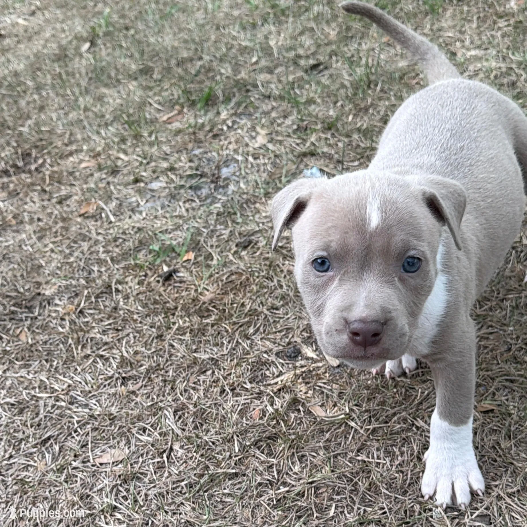 Little Miss, a female American Bully for sale in Orlando, FL – Photo 4 of 4