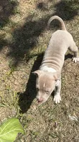 Little Miss, a female American Bully for sale in Orlando, FL – Photo 3 of 9