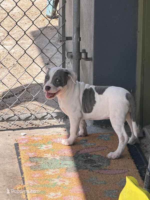 Tutu – American Bully puppy for sale in Orlando, FL