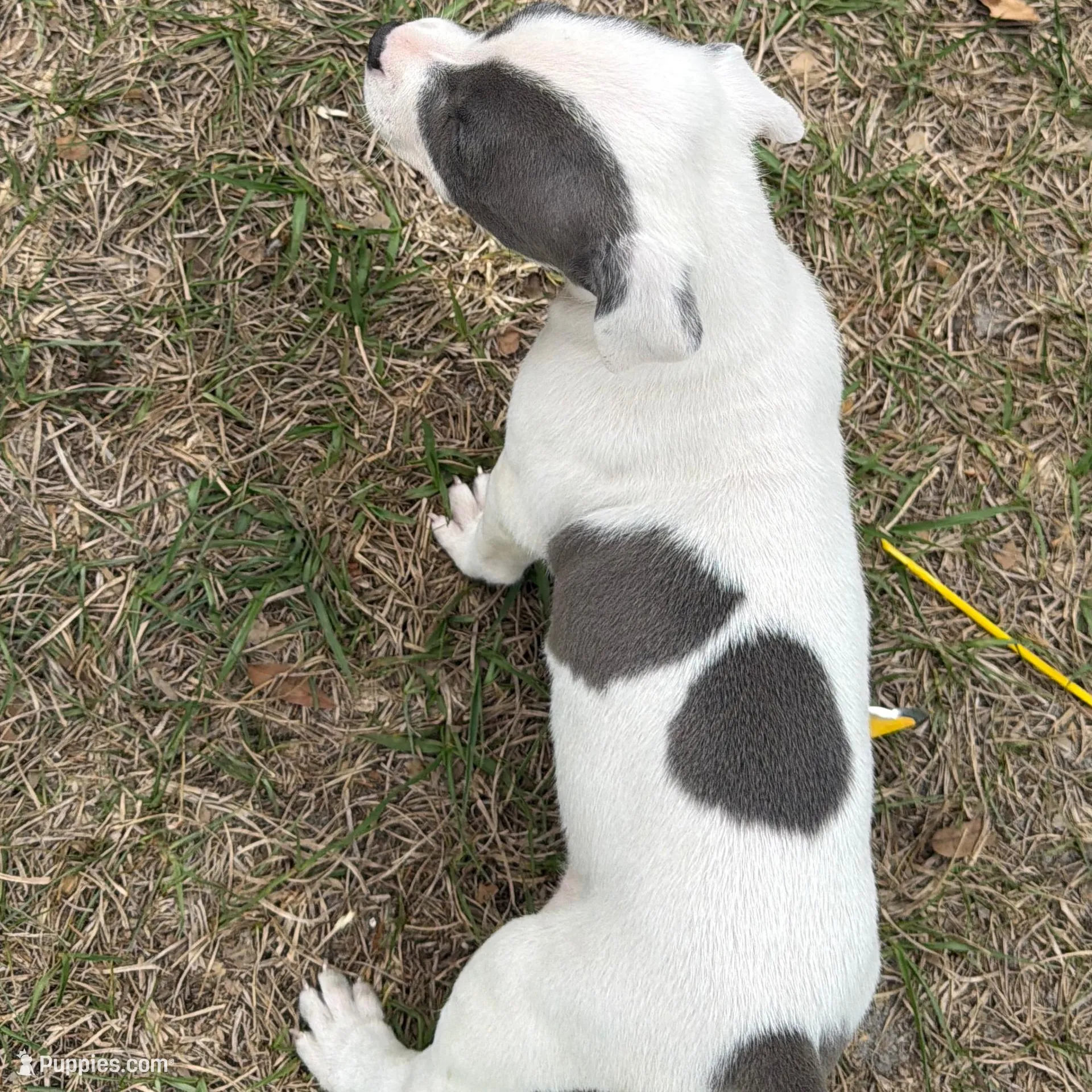 Tutu, a female American Bully for sale in Orlando, FL – Photo 2 of 4
