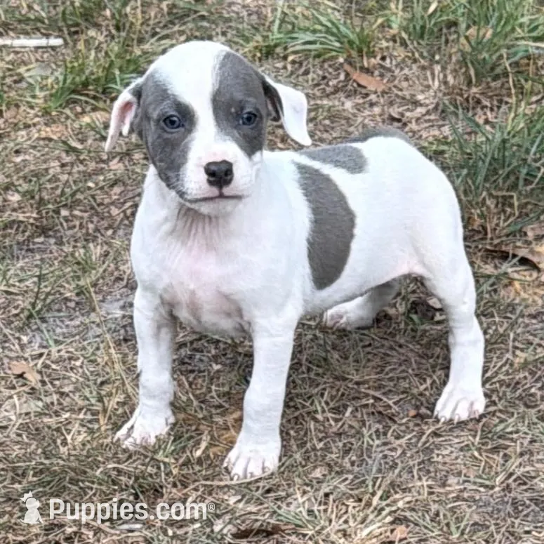 Tutu – American Bully puppy for sale in Orlando, FL