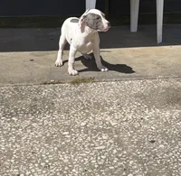 Tutu, a female American Bully for sale in Orlando, FL – Photo 3 of 8