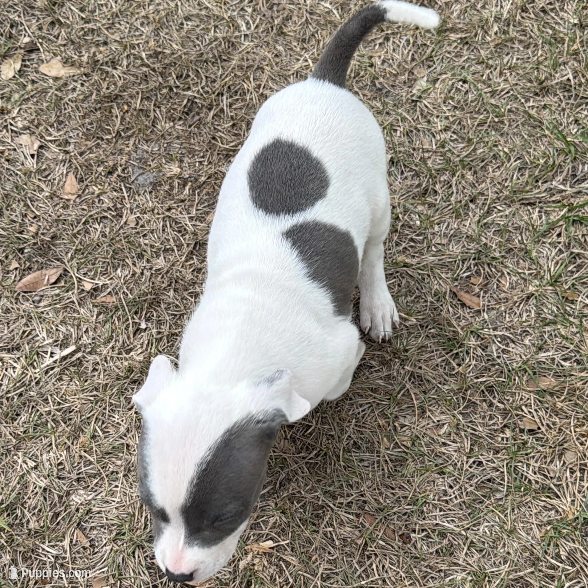 Tutu, a female American Bully for sale in Orlando, FL – Photo 3 of 4