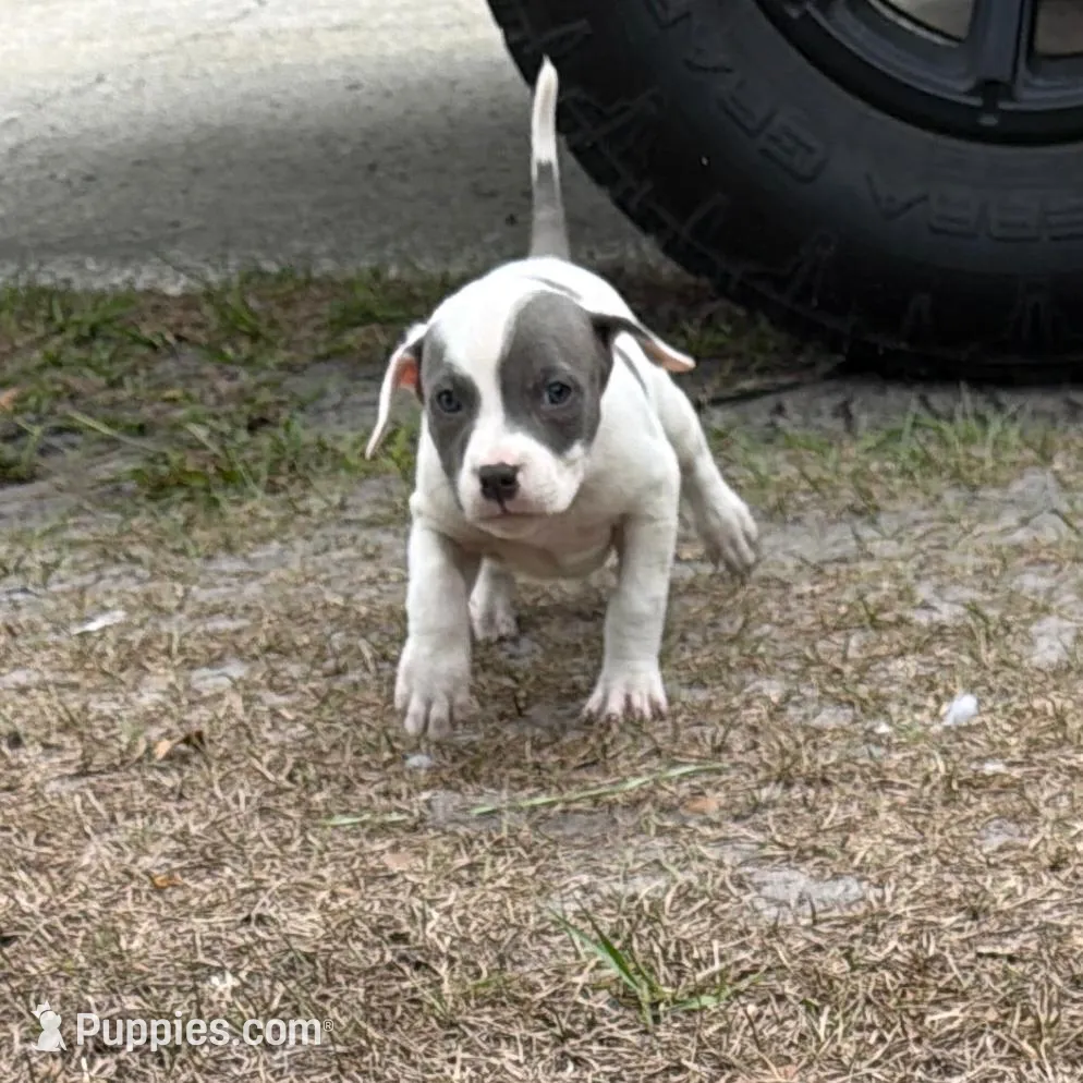 Tutu, a female American Bully for sale in Orlando, FL – Photo 4 of 4