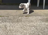 Tutu, a female American Bully for sale in Orlando, FL – Photo 2 of 8