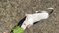 Roxy, a female American Bully for sale in Orlando, FL – Photo 1 of 9