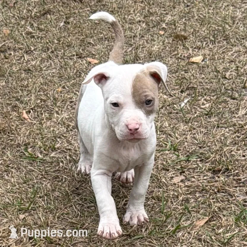 Roxy – American Bully puppy for sale in Orlando, FL