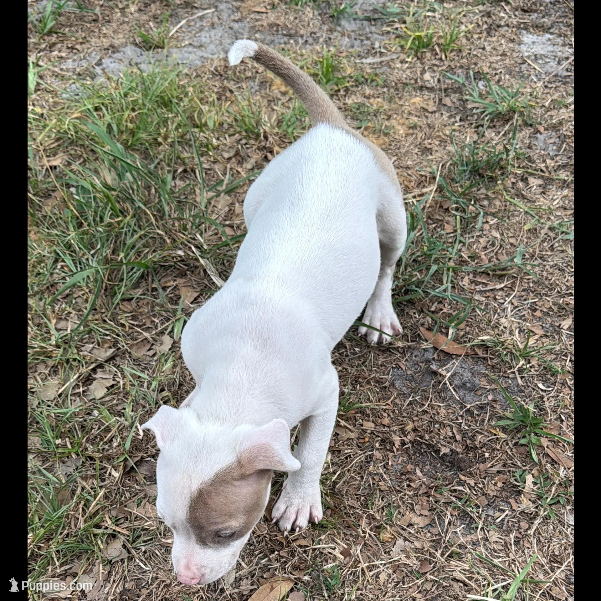 Roxy, a female American Bully for sale in Orlando, FL – Photo 3 of 4