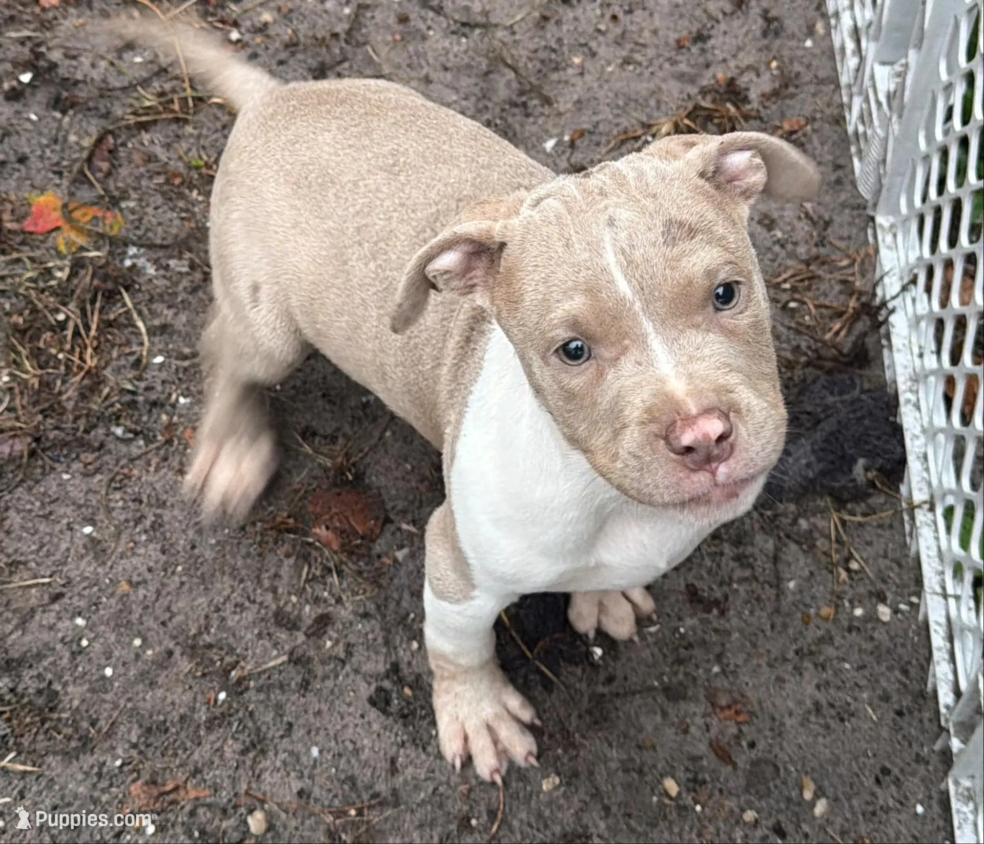 Thor, a male American Bully for sale in Orlando, FL – Photo 1 of 5