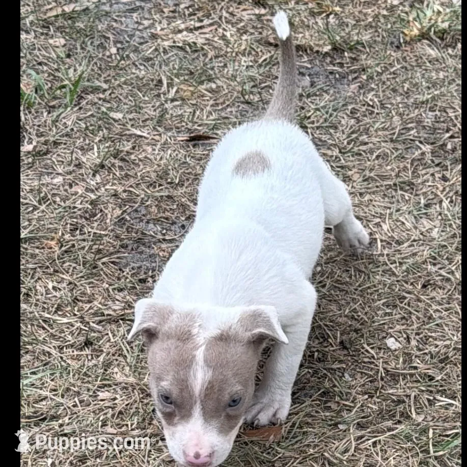 Princess – American Bully puppy on hold in Orlando, FL