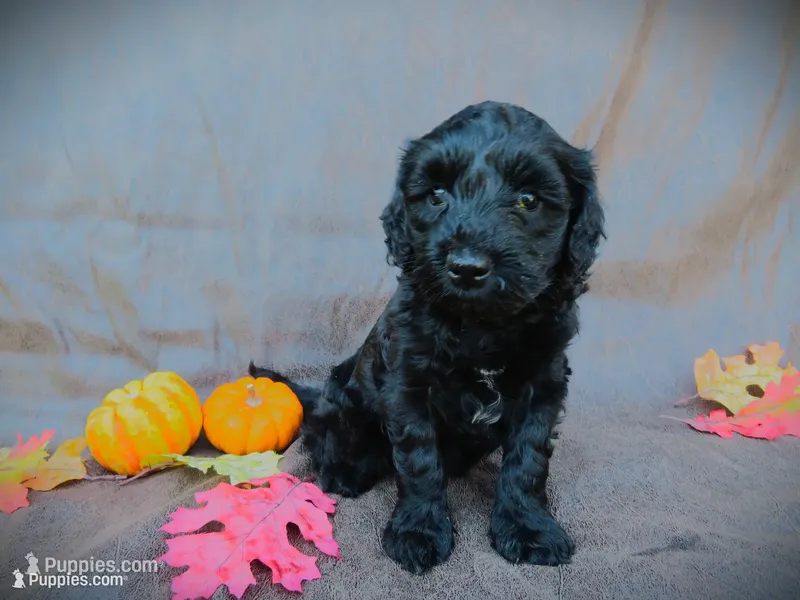 Mason – Portuguese Water Dog, Miniature Goldendoodle puppy for sale in Honey Brook, PA