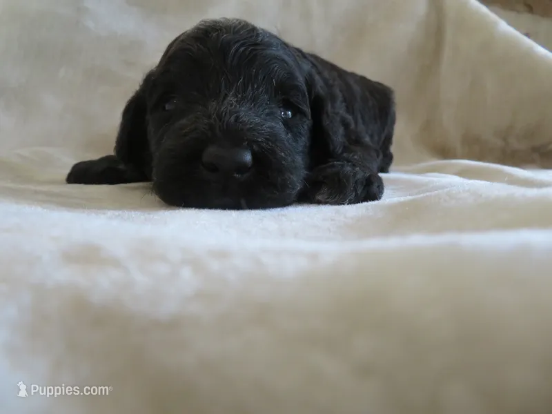Milo – Portuguese Water Dog, Miniature Goldendoodle puppy for sale in Honey Brook, PA