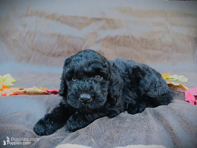 Milo – Portuguese Water Dog, Miniature Goldendoodle puppy for sale in Honey Brook, PA