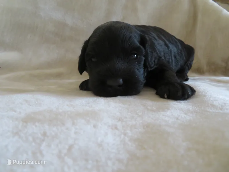 Maverick – Portuguese Water Dog, Miniature Goldendoodle puppy for sale in Honey Brook, PA