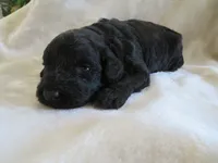 Milo, a male Portuguese Water Dog and Miniature Goldendoodle for sale in Honey Brook, PA – 2 of 2
