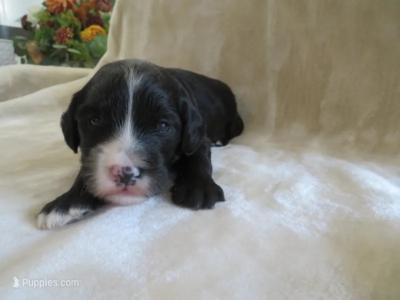 Max – Portuguese Water Dog, Miniature Goldendoodle puppy for sale in Honey Brook, PA