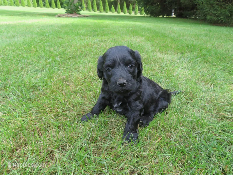 Mason – Portuguese Water Dog, Miniature Goldendoodle puppy for sale in Honey Brook, PA