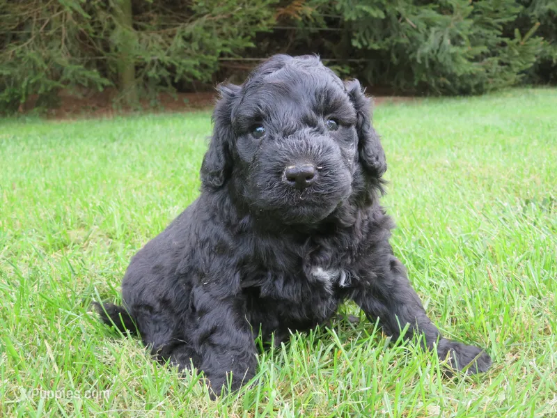 Milo – Portuguese Water Dog, Miniature Goldendoodle puppy for sale in Honey Brook, PA