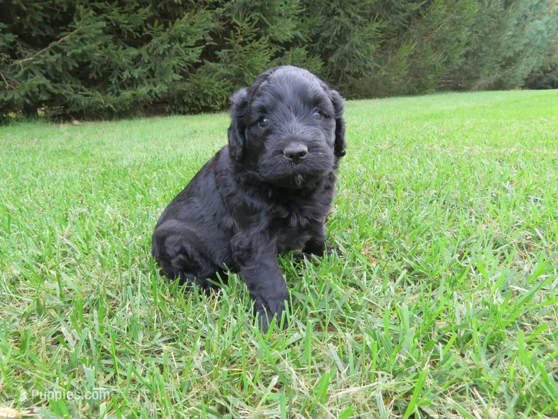 Maverick – Portuguese Water Dog, Miniature Goldendoodle puppy for sale in Honey Brook, PA
