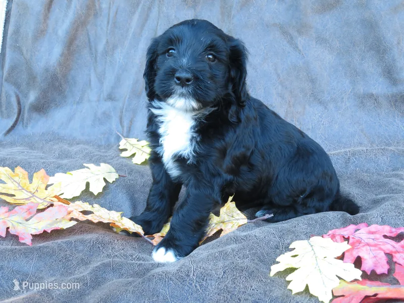 Mia – Portuguese Water Dog, Miniature Goldendoodle puppy for sale in Honey Brook, PA