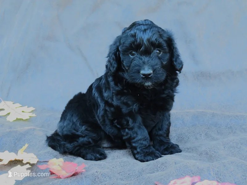 Molly – Portuguese Water Dog, Miniature Goldendoodle puppy for sale in Honey Brook, PA