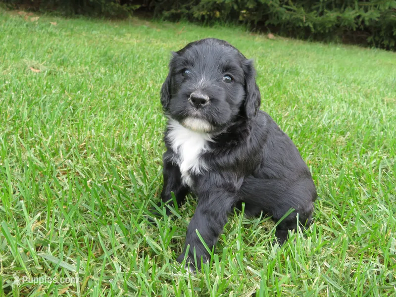 Mia – Portuguese Water Dog, Miniature Goldendoodle puppy for sale in Honey Brook, PA